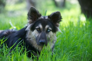 the wild in a german-shepherd-husky